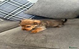 Mixed Breed dogs for sale: Yorkshire Terrier x jack Russel  - Image 5