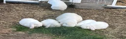 Mini Lop rabbits for sale: BEW ( Blue eyed white) mini lops for sale - Advert 3