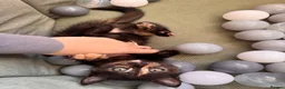 Mixed Breed cats for sale: Female kitten in Hereford - Advert 2