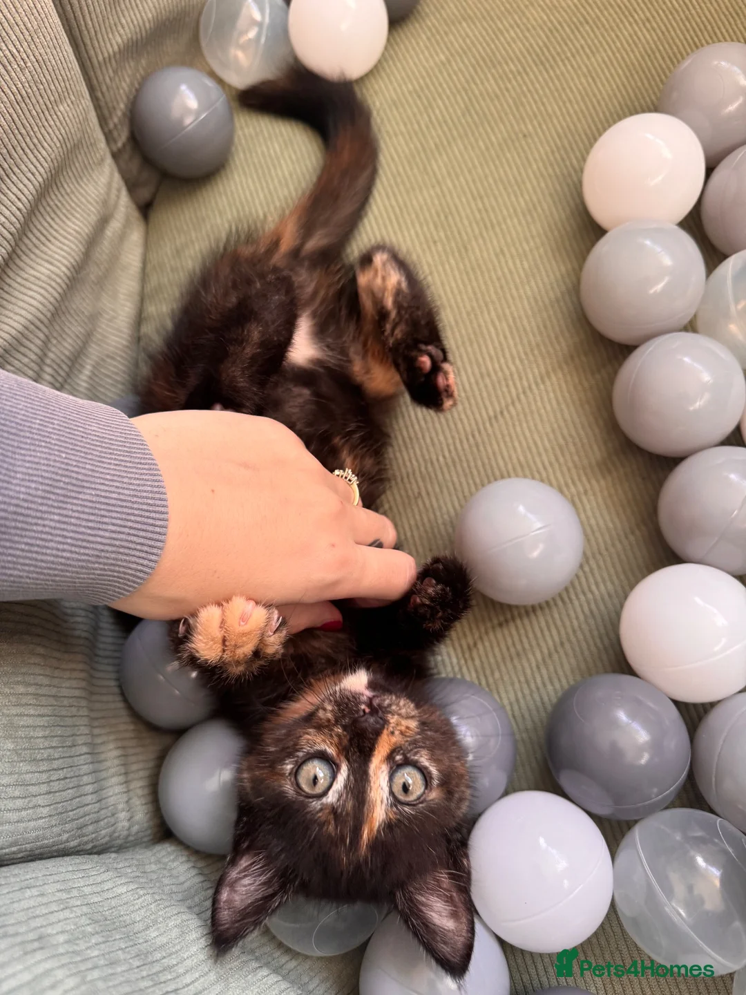 Mixed Breed cats for sale: Female kitten in Hereford - Advert 2