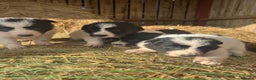 Border Collie dogs for sale: Very cute Border Collie Pups From Working Dogs - Advert 28