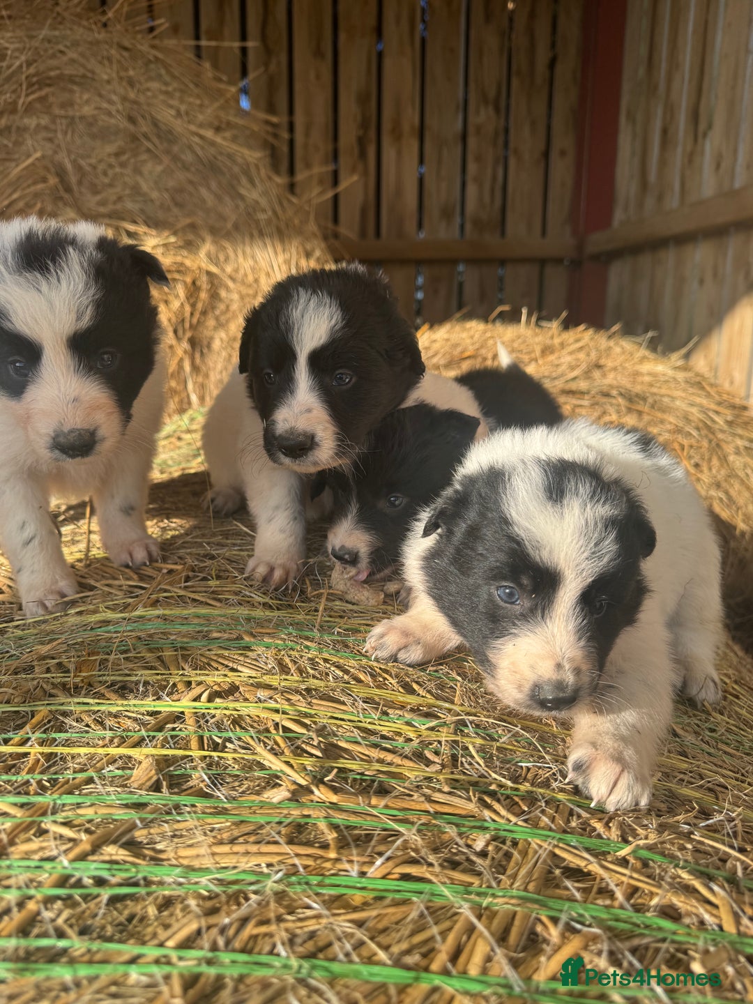 Border Collie dogs for sale: Very cute Border Collie Pups From Working Dogs - Advert 28