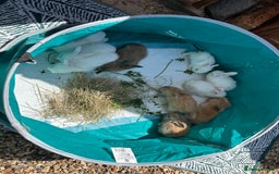Angora rabbits for sale: 🩷  💙 Full Faced English Angora Babies  in Maidstone - Image 10