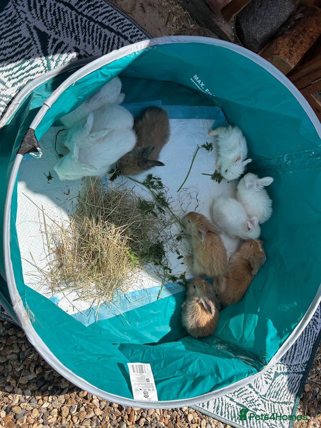 Angora rabbits for sale: 🩷  💙 Full Faced English Angora Babies  in Maidstone - Image 10