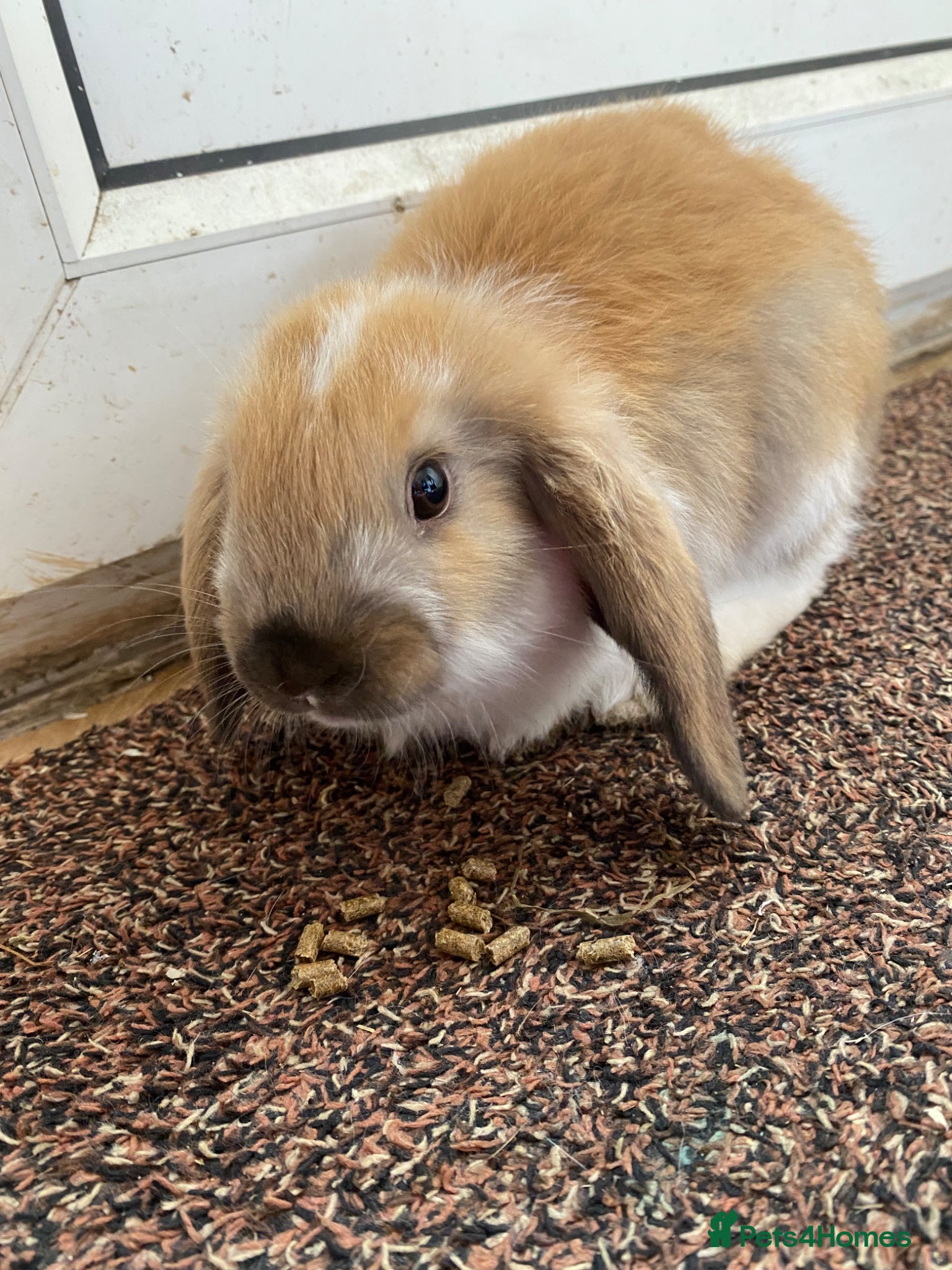 Mixed Breed rabbits Rabbits for sale  - Advert 5