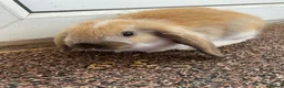 Mixed Breed rabbits for sale: Rabbits for sale  in Runcorn - Advert 3