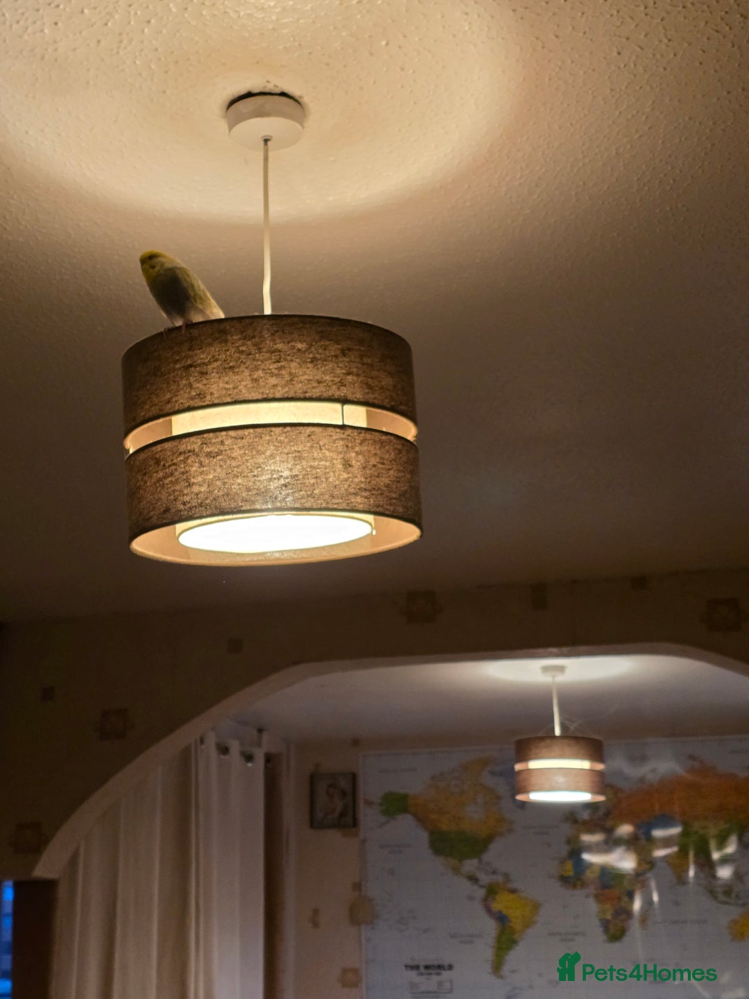 Budgerigars birds for sale: Budgerigar - Advert 6