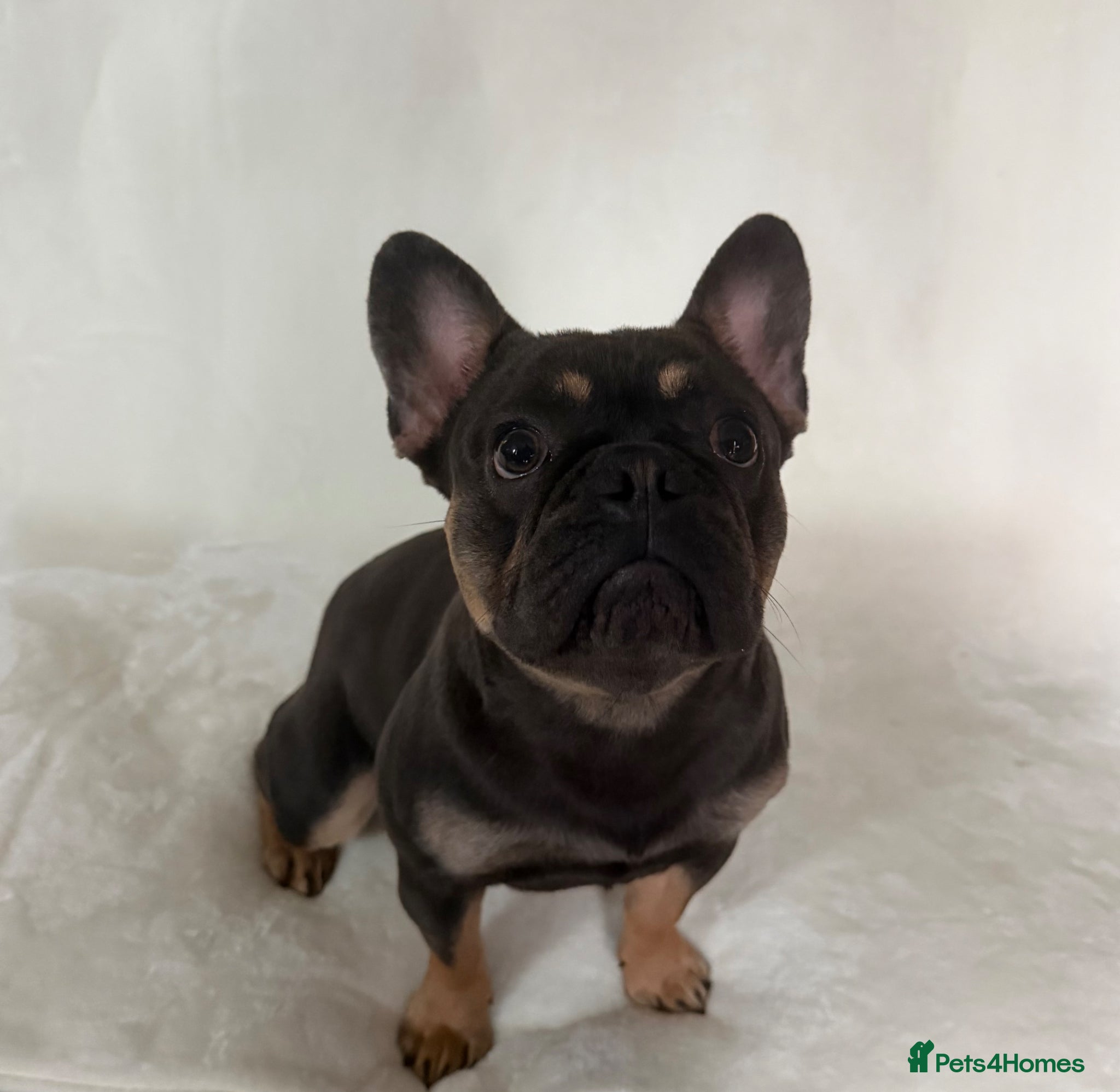 French Bulldog dogs Reggie for stud - Advert 1