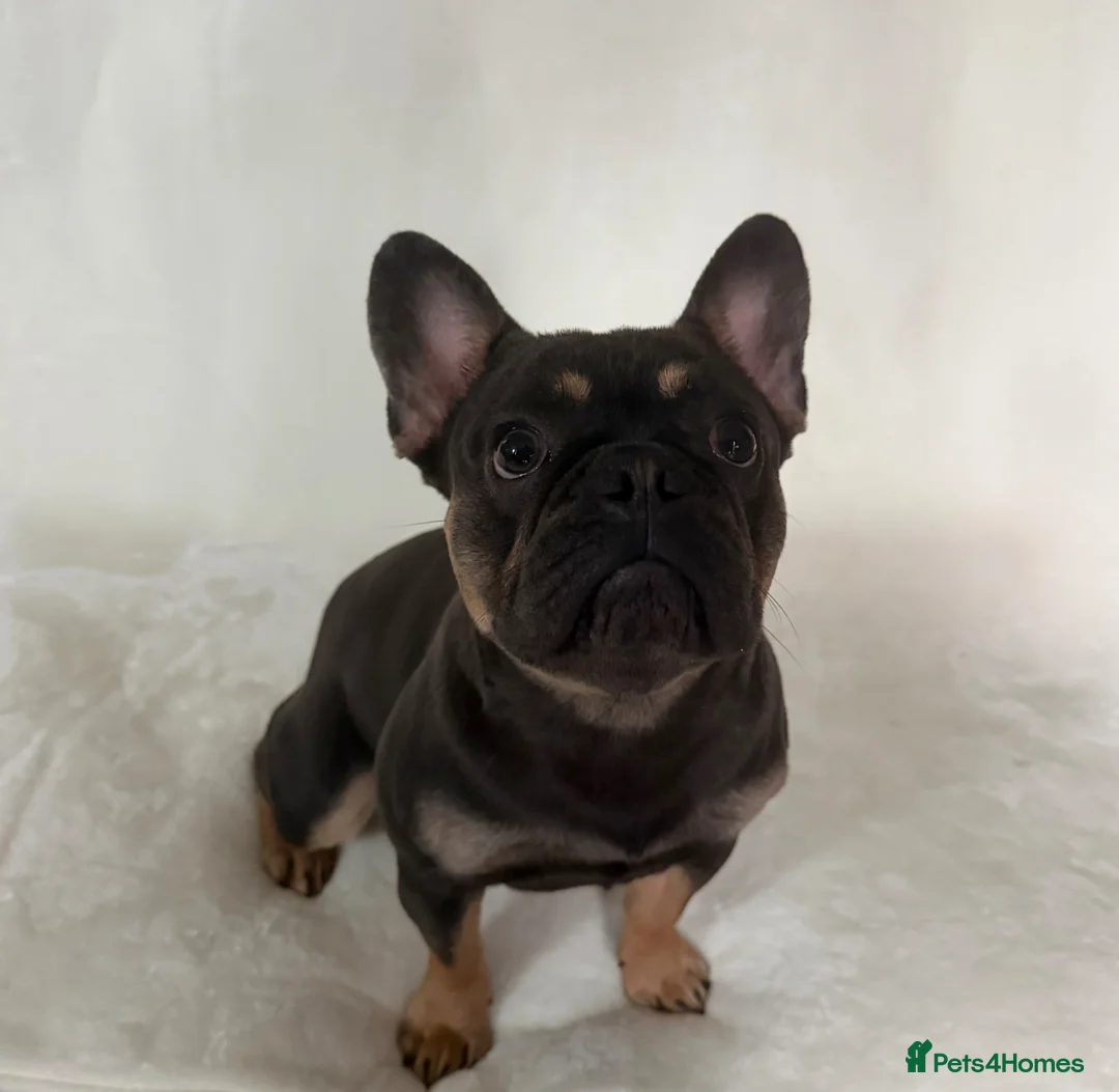 French Bulldog dogs for stud: Reggie for stud in Barnsley - Advert 1