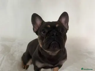 French Bulldog dogs Reggie for stud - Advert 1