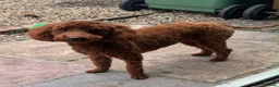 Toy Poodle dogs for sale: DNA health clear parents, deep red toy poodles 🥰 - Advert 8