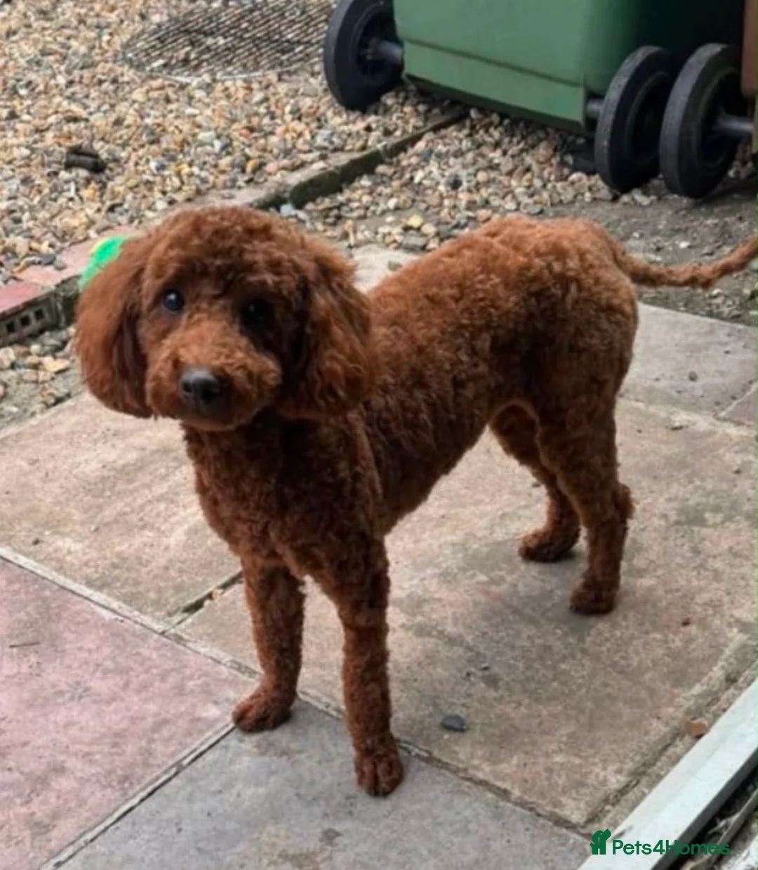 Toy Poodle dogs for sale: DNA health clear parents, deep red toy poodles 🥰 - Advert 8