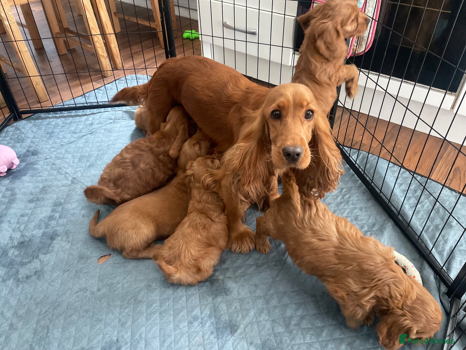 Cockapoo dogs F1 Cockapoos READY TO LEAVE NOW  - Advert 1