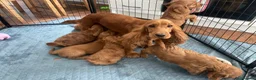 Cockapoo dogs for sale: F1 Cockapoos READY TO LEAVE NOW  - Advert 2