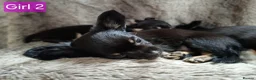 Chihuahua dogs for sale: Quality Longhair Chihuahua Puppies - Advert 8