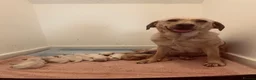 Labradoodle dogs for sale: Beautiful Labradoodle x Fox Red Labrador Puppies  - Advert 11