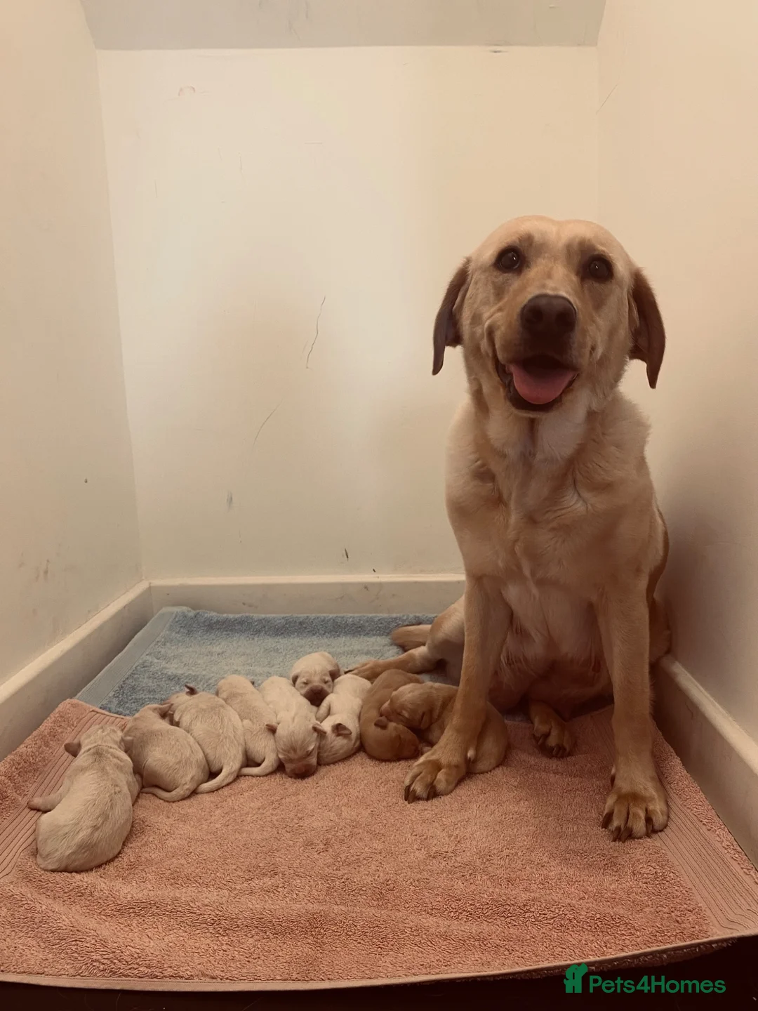 Labradoodle dogs for sale: Beautiful Labradoodle x Fox Red Labrador Puppies  - Advert 11