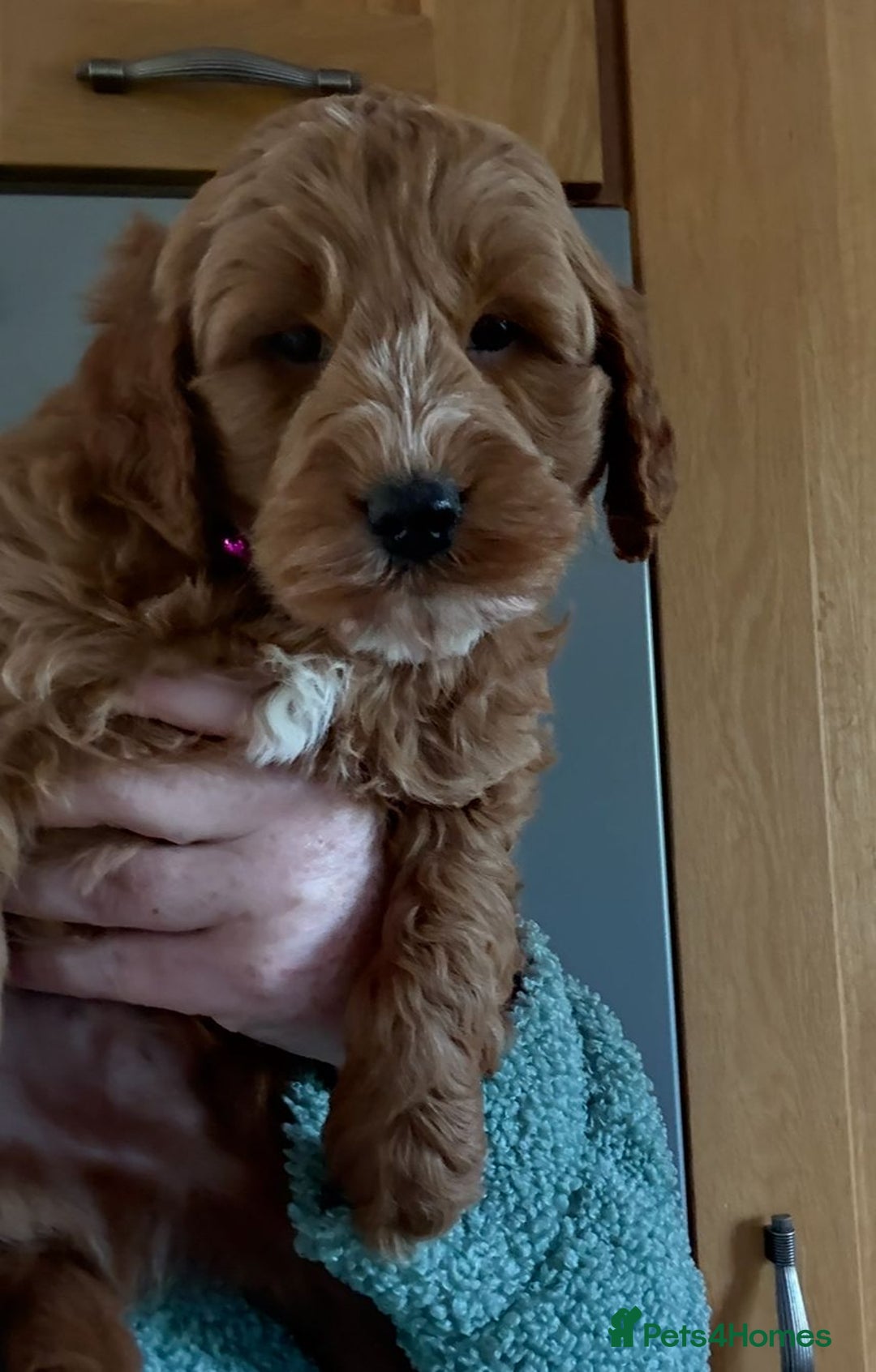 Cockapoo dogs for sale: Quality F1b Cockapoo Puppies - Advert 13