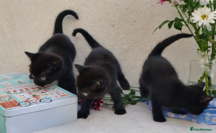 Mixed Breed cats - Advert 2