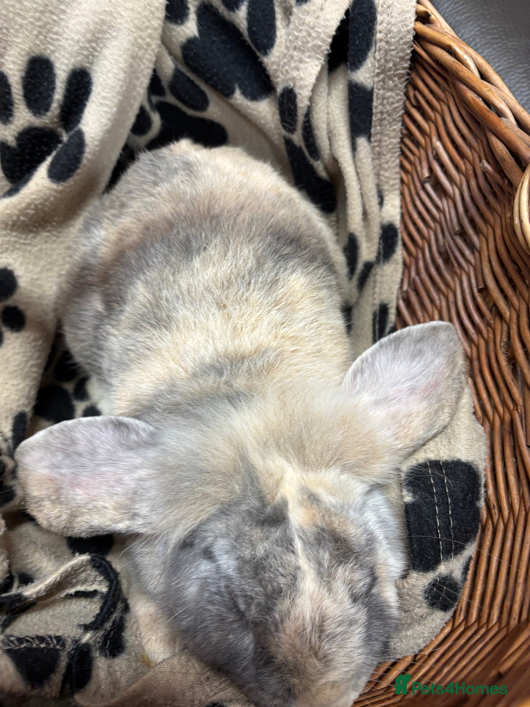 Lionhead rabbits for sale: Lionhead x rabbits for sale  - Advert 6