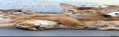 Abyssinian 1