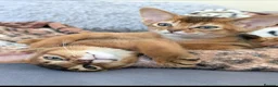 Abyssinian cats for sale: 🩷🩷 Sweet girl 🩷🩷  - Advert 12
