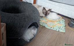 Ragdoll cats for sale: 5 Ragdoll Kittens for Sale - Image 25