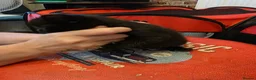 Sphynx cats for sale: Sphynx cross kittens in North Shields - Advert 8