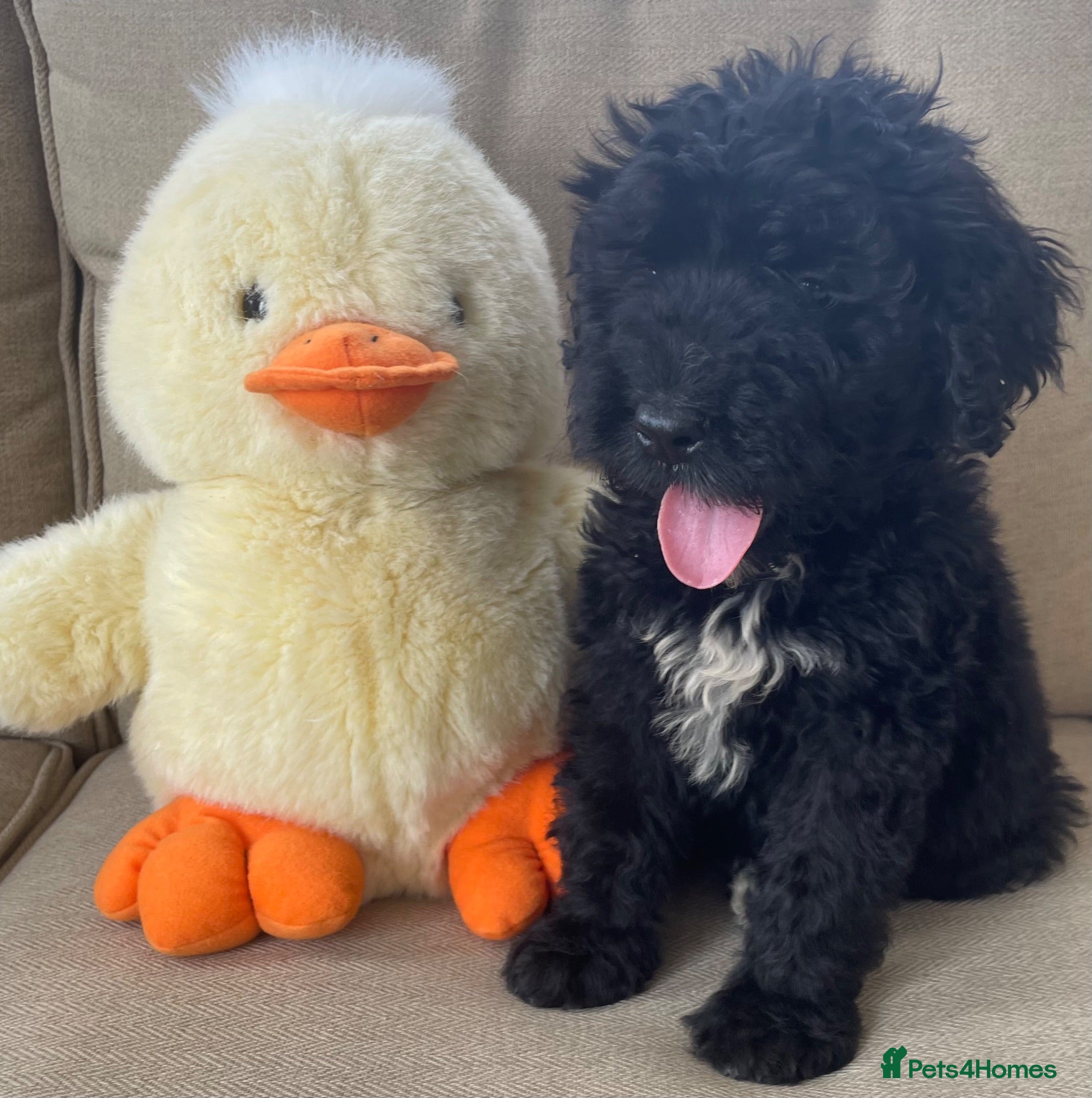 Bernedoodle dogs F1 STANDARD BERNADOODLE DOLLY B/W GIRL REDUCED - Advert 1