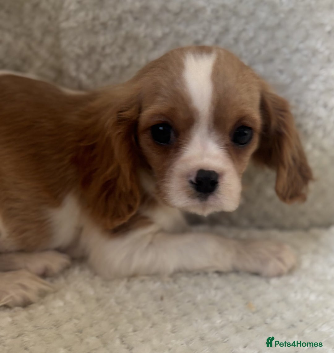 Cavalier King Charles Spaniel dogs for sale: Cavalier King Charles Spaniel Puppies ready now!!! - Image 3