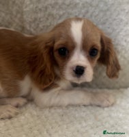 Cavalier King Charles Spaniel dogs - Advert 1