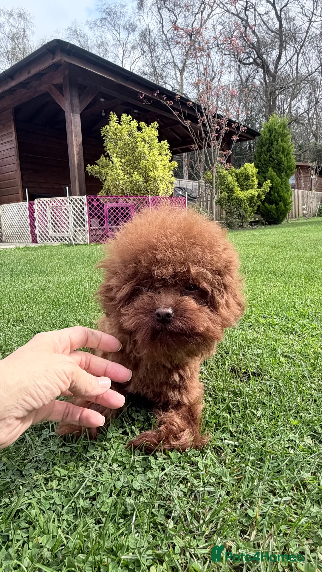 Toy Poodle dogs for stud: Asian toy poodle Stud - Advert 2