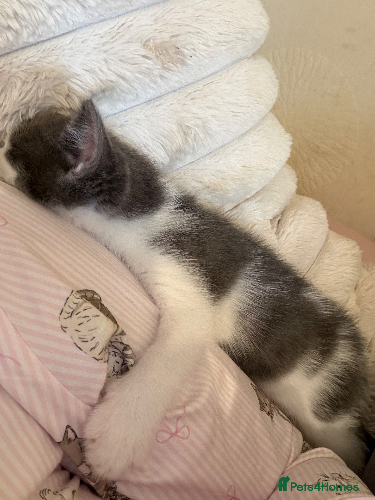 Mixed Breed cats Male kitten  - Advert 1