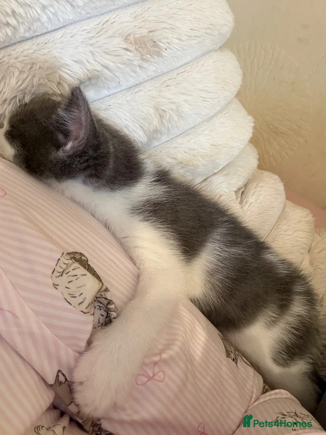 Mixed Breed cats for sale: Male kitten  - Advert 1