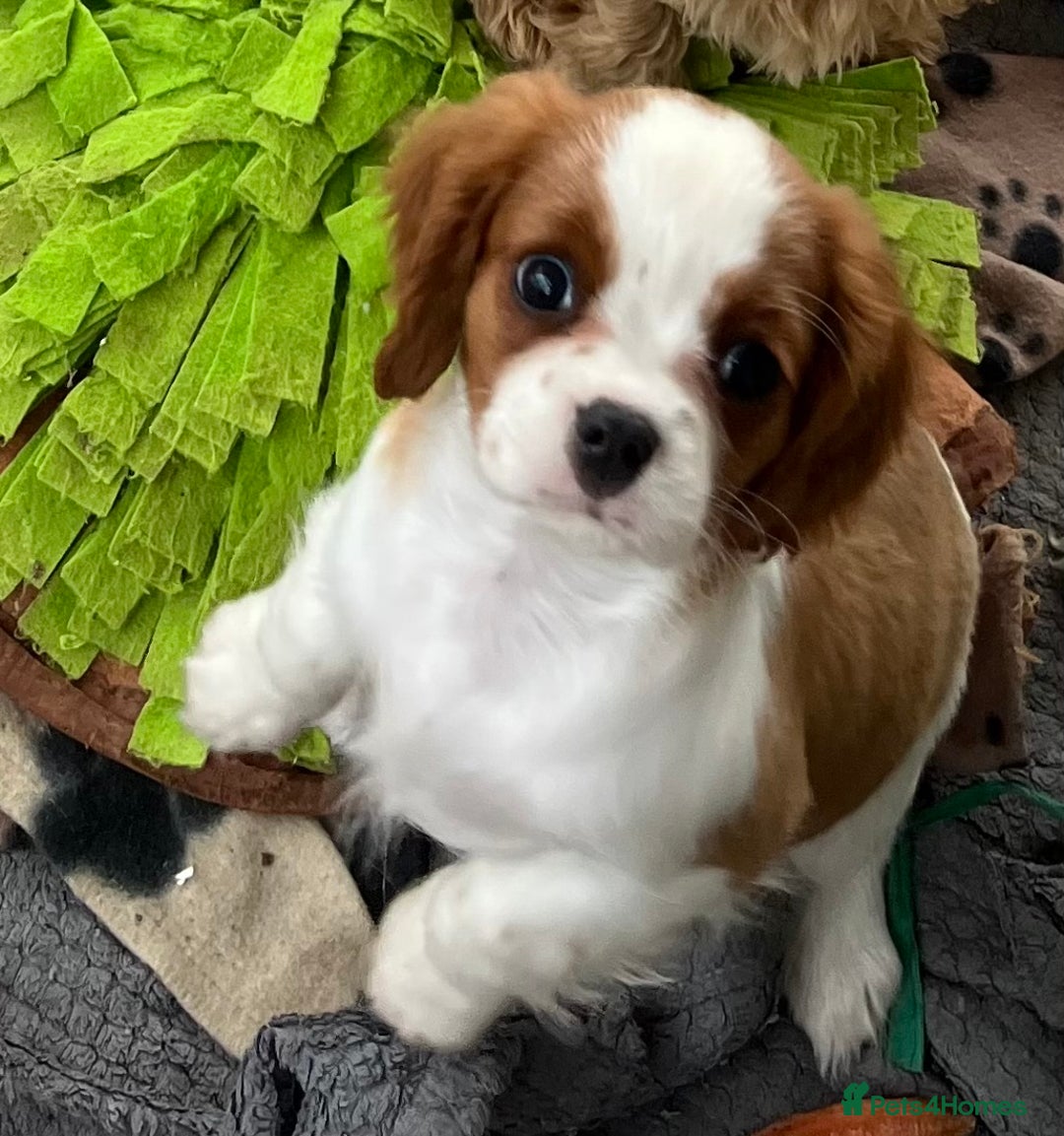 Cavalier King Charles Spaniel dogs for sale: Stunning cavalier King Charles puppies  - Image 1