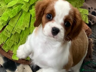 Cavalier King Charles Spaniel dogs - Advert 8