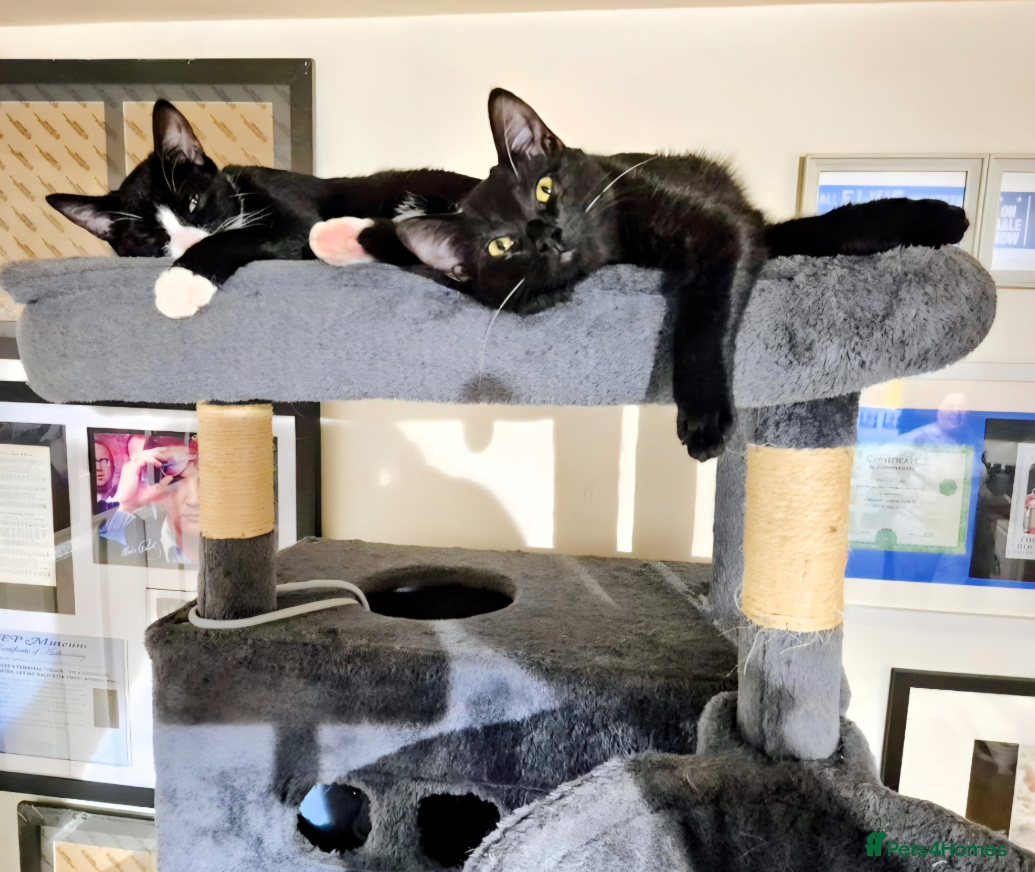 Mixed Breed cats Free to a good home - Advert 1