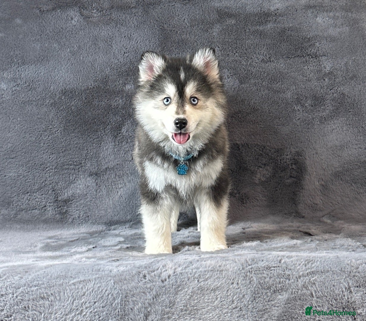 Pomsky dogs Stunning blue eyes f3 Pomsky puppies for sale - Advert 15