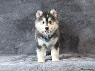 Pomsky dogs Stunning blue eyes f3 Pomsky puppies for sale - Advert 11