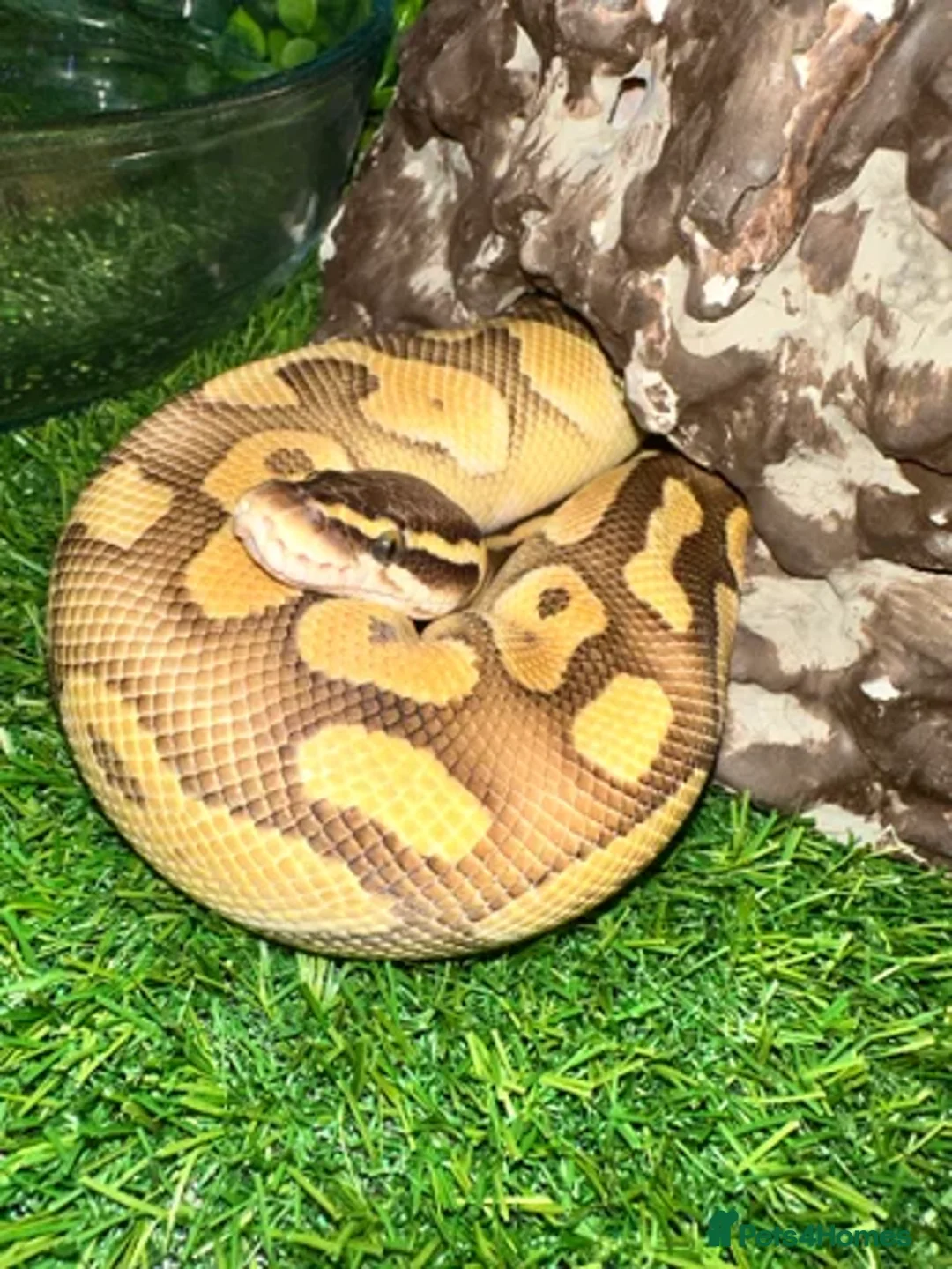 Python Snake reptiles for sale: Ball  banana pastele - Advert 1