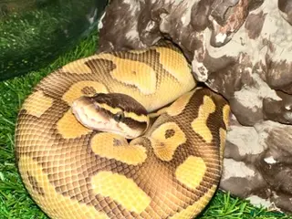 Python Snake reptiles Ball banana pastele - Advert 1