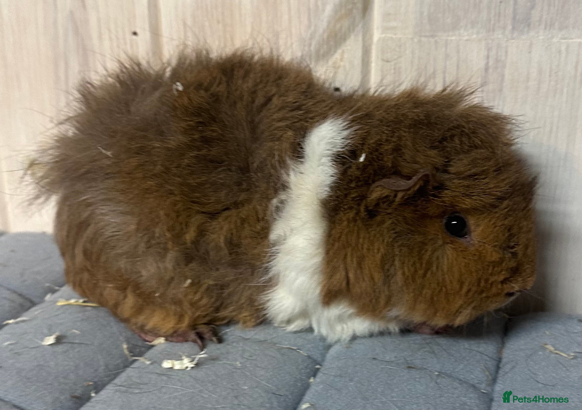 Guinea Pig rodents Three beautiful girls available  - Advert 4