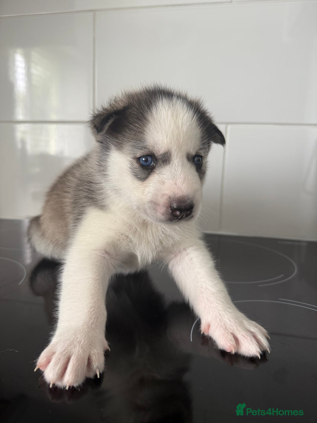Siberian Husky dogs for sale: Male Siberian Husky Pups  - Image 9