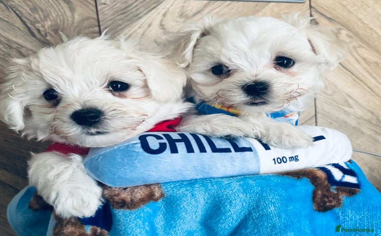 Maltese dogs - Advert 4
