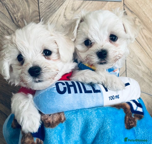 Are Maltese Dogs Easy to Train: Discover Expert Tips