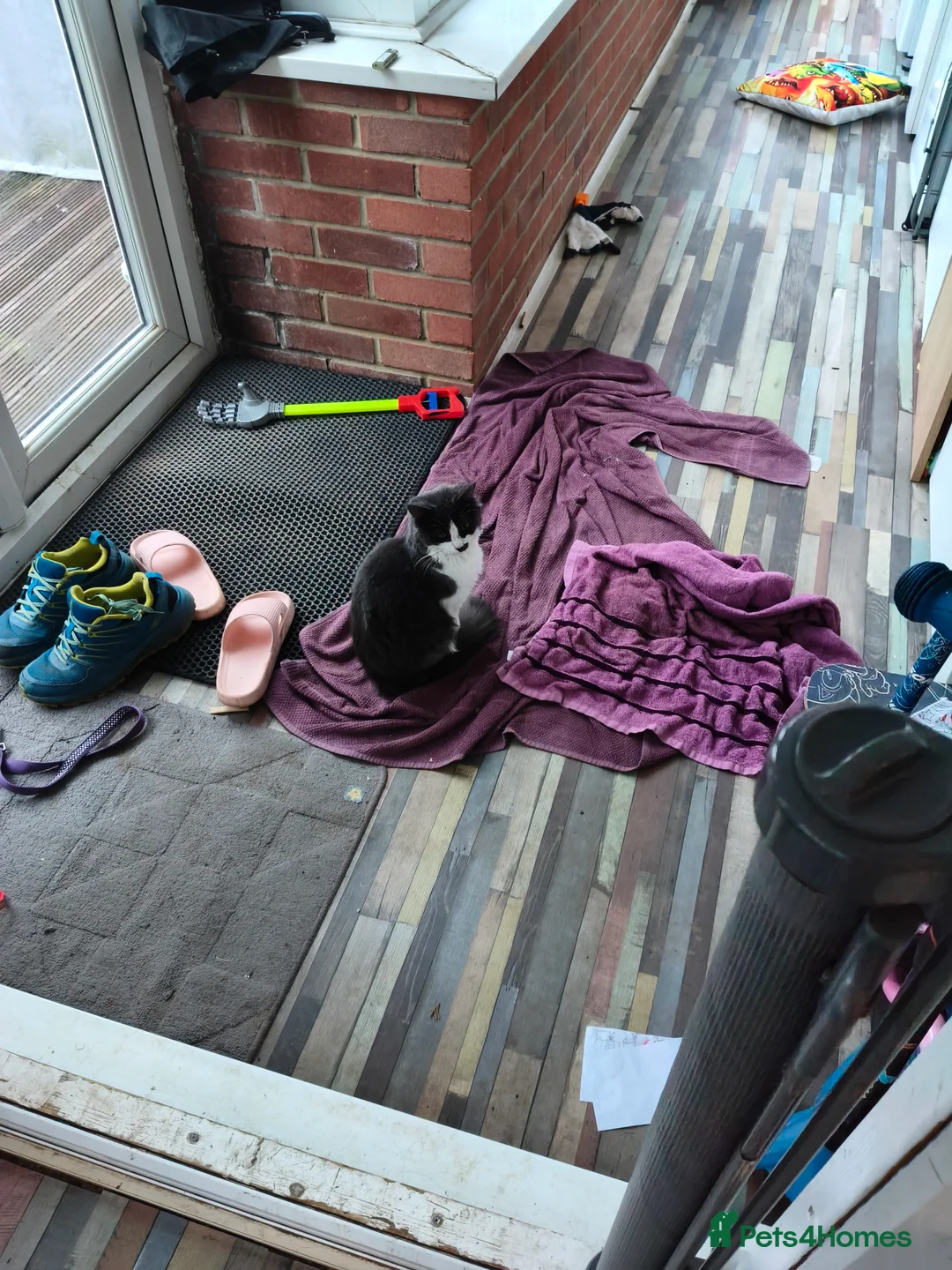 British Shorthair cats for sale: Brother and sister kitten  - Advert 3