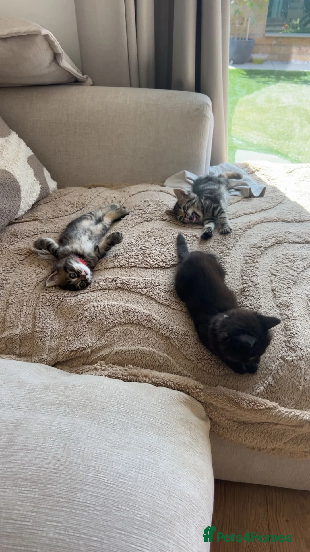 Mixed Breed cats for sale: Mixed breed kittens (Tabby) - Advert 13