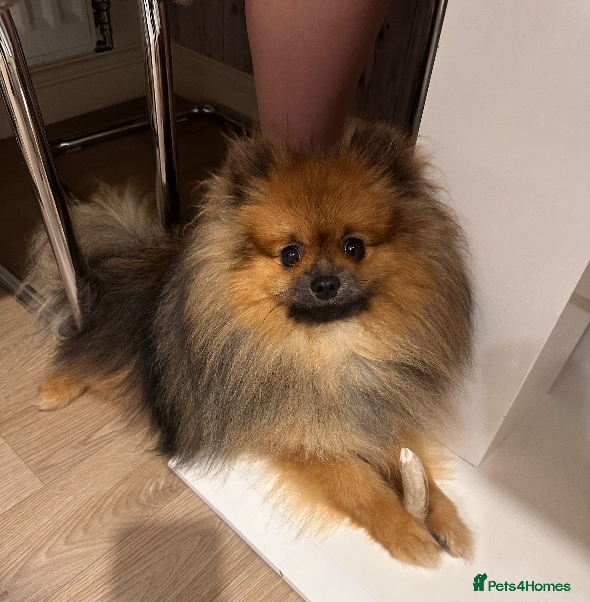 Pomeranian dogs Charlie – KC Registered Proven Pomeranian Stud - Advert 1
