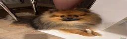 Pomeranian dogs for stud: Charlie – KC Registered Proven Pomeranian Stud - Advert 1