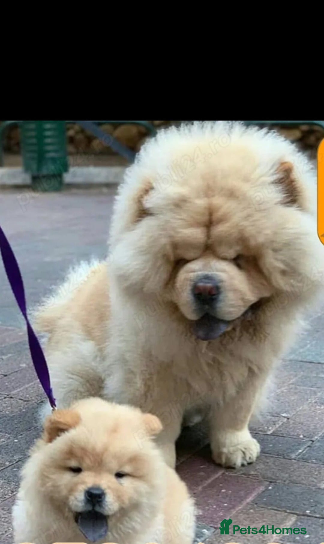 Chow Chow dogs for sale: Chow chow - Image 10